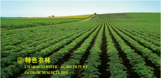 集團全力助推黑龍江大興安嶺委托招商引資，聚力將“冷資源”轉(zhuǎn)化為“熱經(jīng)濟”！