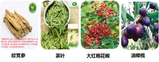 東方龍商務(wù)集團(tuán)全力助推甘肅隴南文縣委托招商招商引資，重點(diǎn)構(gòu)建特色農(nóng)業(yè)、優(yōu)勢工業(yè)、文旅康養(yǎng)三大產(chǎn)業(yè)集群
