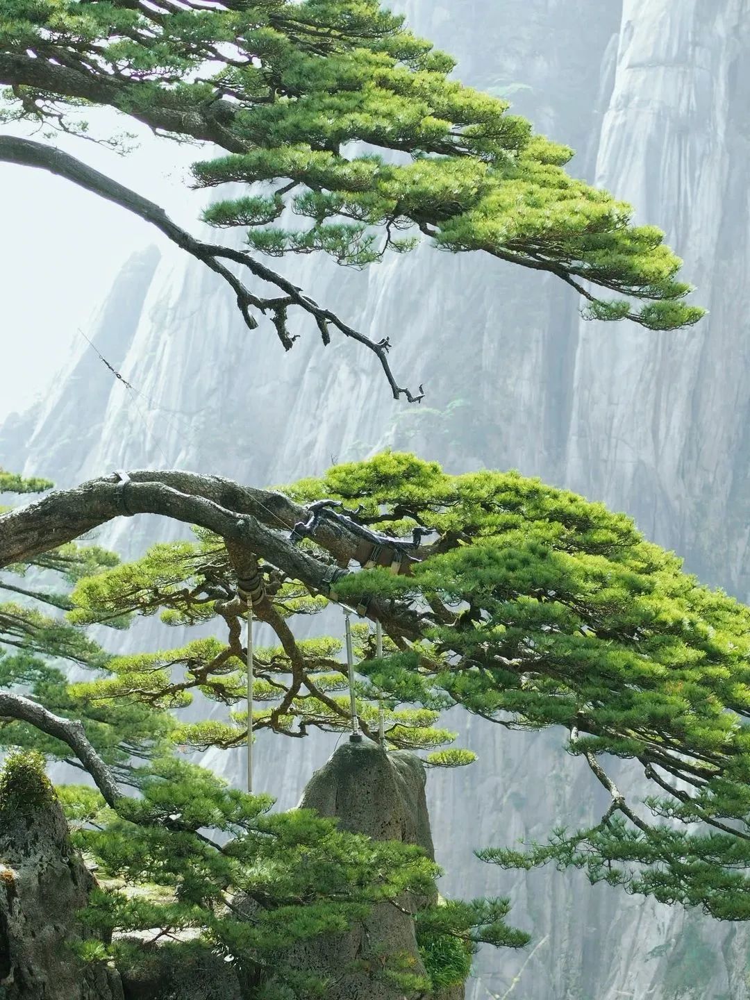 東方龍商務(wù)與春天有個約會！集團100余人赴安徽黃山“團建”，太嗨了！“奔跑二季度”——我們準備好了！